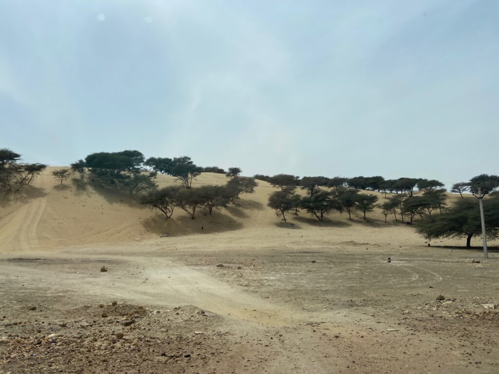 a sandy landscape featuring a small rise with short trees trowing