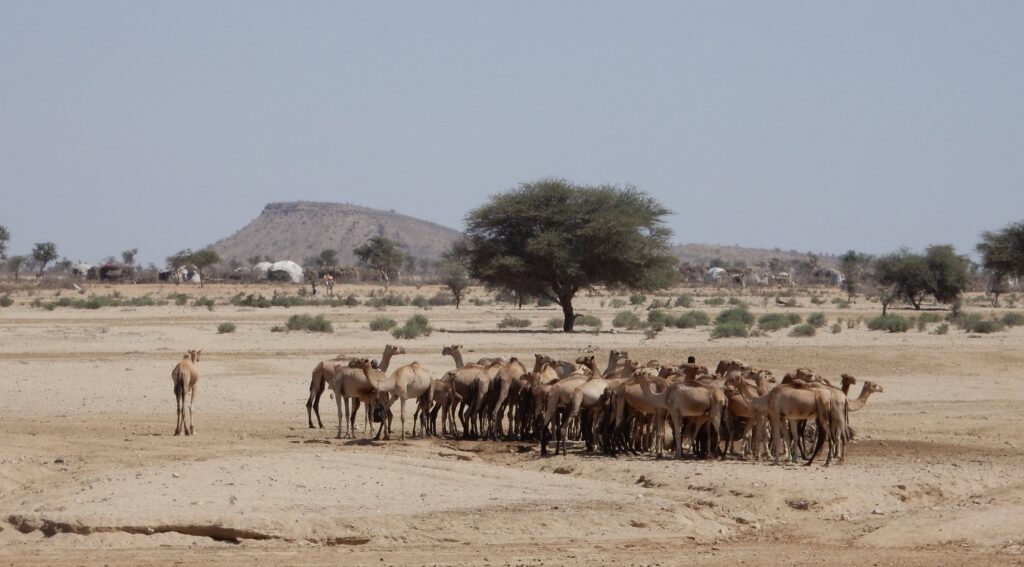 a herd of camels stands in the foreground of a sandy landscape. In the background are a small group of huts, a tree, and a small mountain.