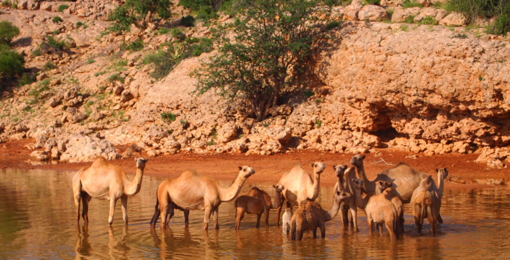 a small herd of camels stand in shallow water